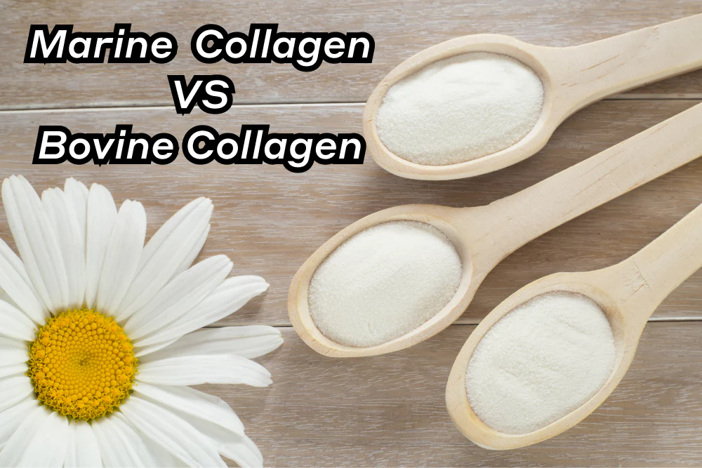 Best Collagen Supplement For Menopause 